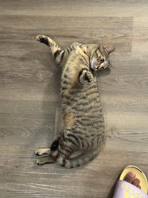 A tabby cat lying on its back on a wooden floor, with its paws up in the air, looking at the camera.