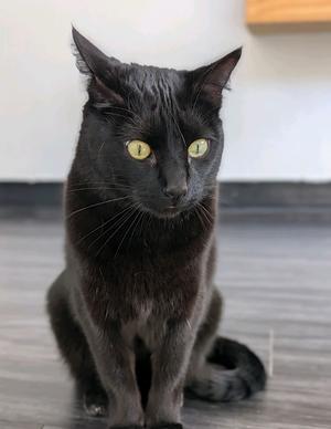 Basil, adult, available for adoption