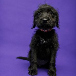 Twyla, Terrier, Pit Bull, puppy, available for adoption