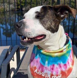 Meagan Roo, Mixed Breed (Medium), senior, available for adoption