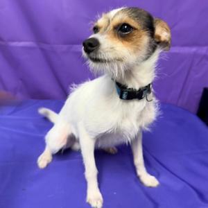 Crypto, Chihuahua, adult, available for adoption