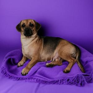 Suzie 2, Chihuahua, adult, available for adoption
