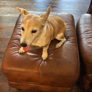 Jackson 2, Terrier, Jack Russell, senior, available for adoption