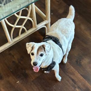 Juba Lee, Terrier, Jack Russell, senior, available for adoption