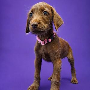 Trudy, Terrier, Pit Bull, puppy, available for adoption