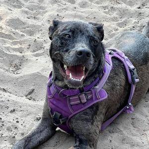 Archie FKA Kazoo, Catahoula Leopard Dog, adult, available for adoption