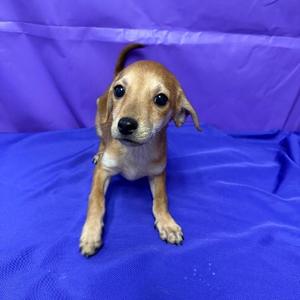 Maurice, Chihuahua, puppy, available for adoption