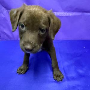 Tank, Terrier, Pit Bull, puppy, available for adoption
