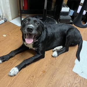Molly 4, Terrier, adult, available for adoption
