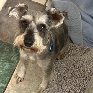 Mimi FKA Elsamarie, Schnauzer, Miniature, adult, available for adoption