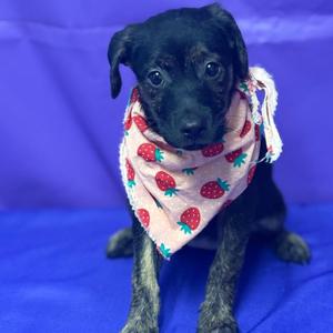 Henriette, Mixed Breed (Medium), puppy, available for adoption
