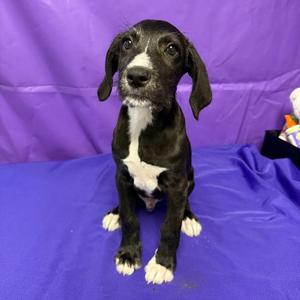 Chadwick, Terrier, American Pit Bull, puppy, available for adoption