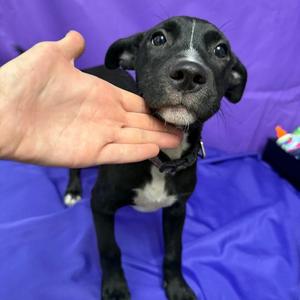 Bandana, Retriever, Labrador, puppy, available for adoption