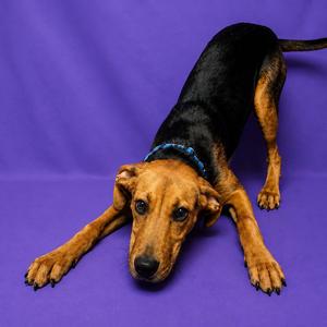 Ragnar, Hound, puppy, available for adoption