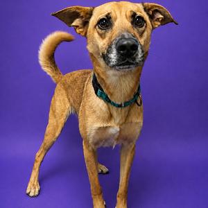 Boogie FKA Quesadilla, Carolina Dog, adult, available for adoption