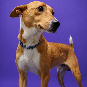 Rock, Carolina Dog, adult, available for adoption