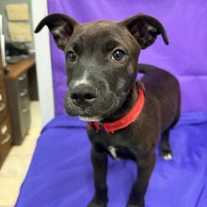 Barley, Retriever, Labrador, puppy, available for adoption