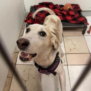 Cameron, Coonhound, adult, available for adoption