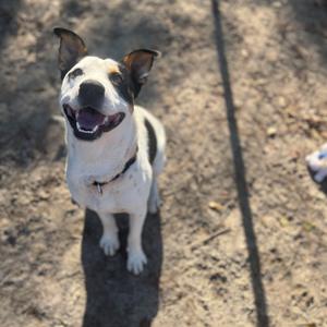 Velveeta, Mixed Breed (Medium), adult, available for adoption