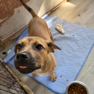 Jacey, Mixed Breed (Large), puppy, available for adoption