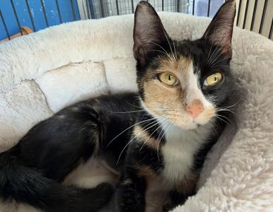 Squawk, adult, available for adoption