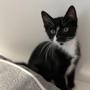 Precious, kitten, available for adoption