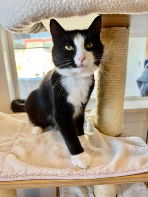 Cupcake, young, available for adoption