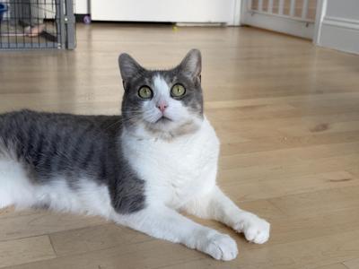 A gray and white cat lying on a wooden floor, looking directly at the camera with wide eyes.