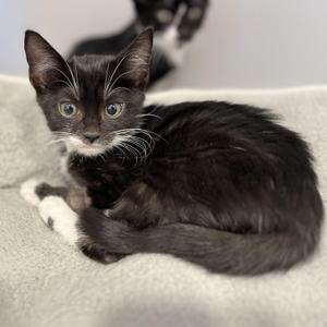 Bowes, kitten, available for adoption