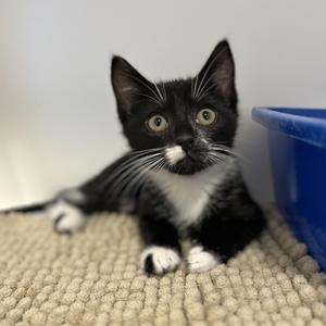 Panda, kitten, available for adoption