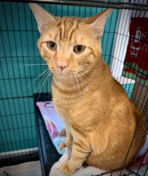 Norman, adult, available for adoption
