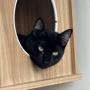 Elvis, young, available for adoption