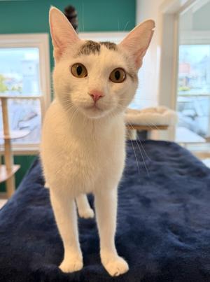 Bardot, young, available for adoption