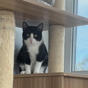 A black and white cat sitting on a wooden shelf of a cat tree, with a window in the background.