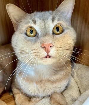 Dot, adult, available for adoption