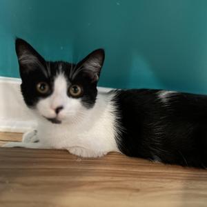Spike, young, available for adoption