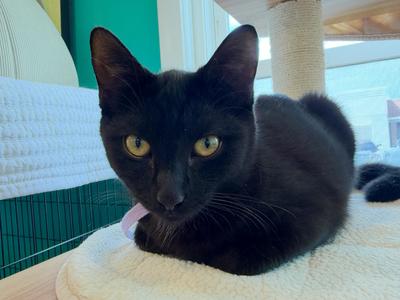 Gloria, young, available for adoption