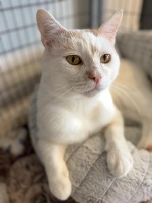 A white cat with yellow eyes sitting on a textured surface.