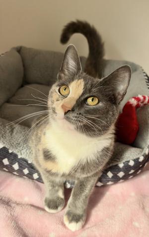 Willow, young, available for adoption