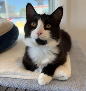 Sprinkles, young, available for adoption