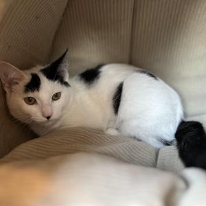 Buffy, young, available for adoption
