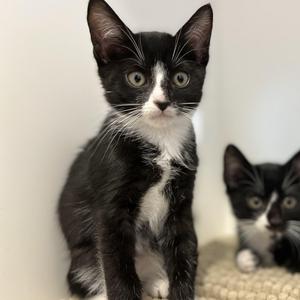 Phineas, kitten, available for adoption