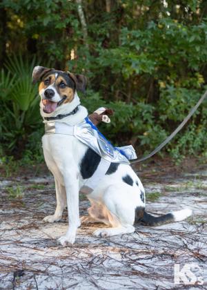 Isaac, Foxhound / Beagle, adult, available for adoption
