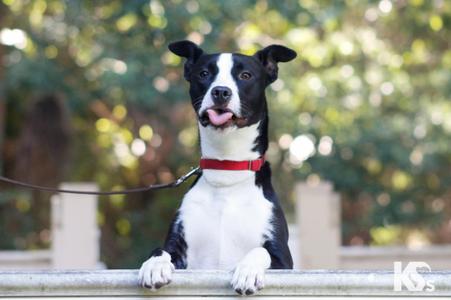 Train, Boxer / American Staffordshire Terrier, young, available for adoption