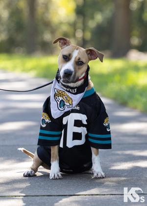 Cholula, Carolina Dog / American Staffordshire Terrier, young, available for adoption
