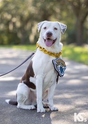 A white and brown dog wearing a gold chain collar with a Jacksonville Jaguars logo tag, sitting on a paved path with trees in the background.