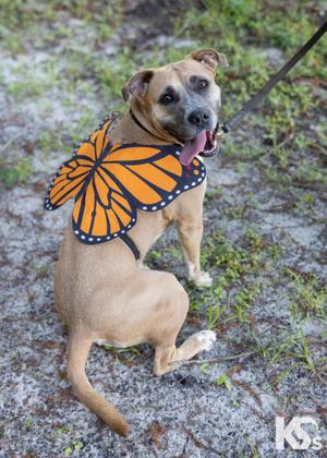 A dog wearing a butterfly costume