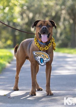 Felix, Dogue de Bordeaux / Rottweiler, adult, available for adoption