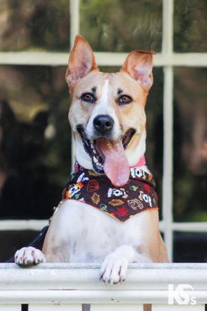 Charmy, Basenji / Rhodesian Ridgeback, adult, available for adoption