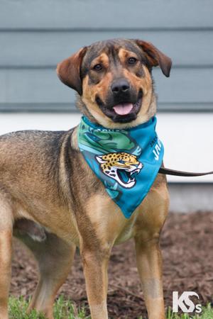 Torque, German Shepherd Dog / Hound, young, available for adoption